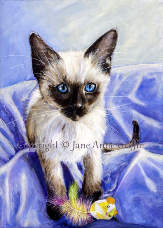 Siamese kitten 